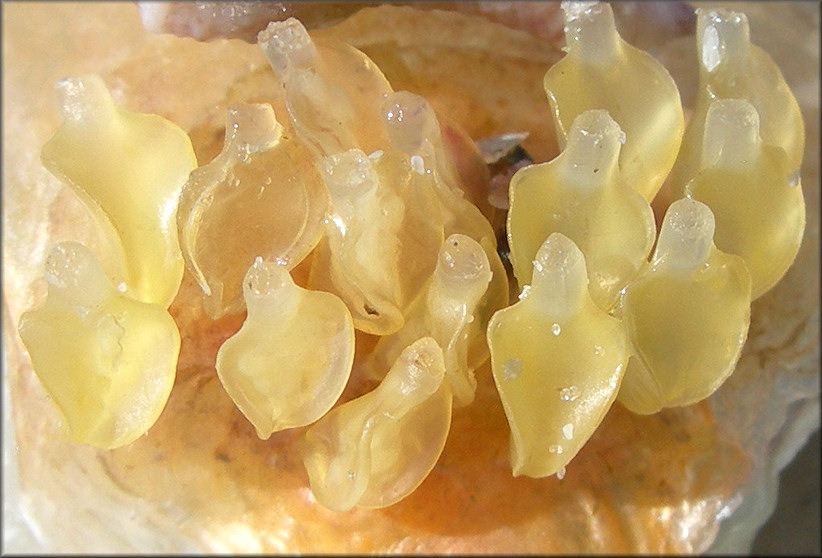 Vokesinotus perrugatus (Conrad, 1846) Gulf Oyster Drill And Eggs